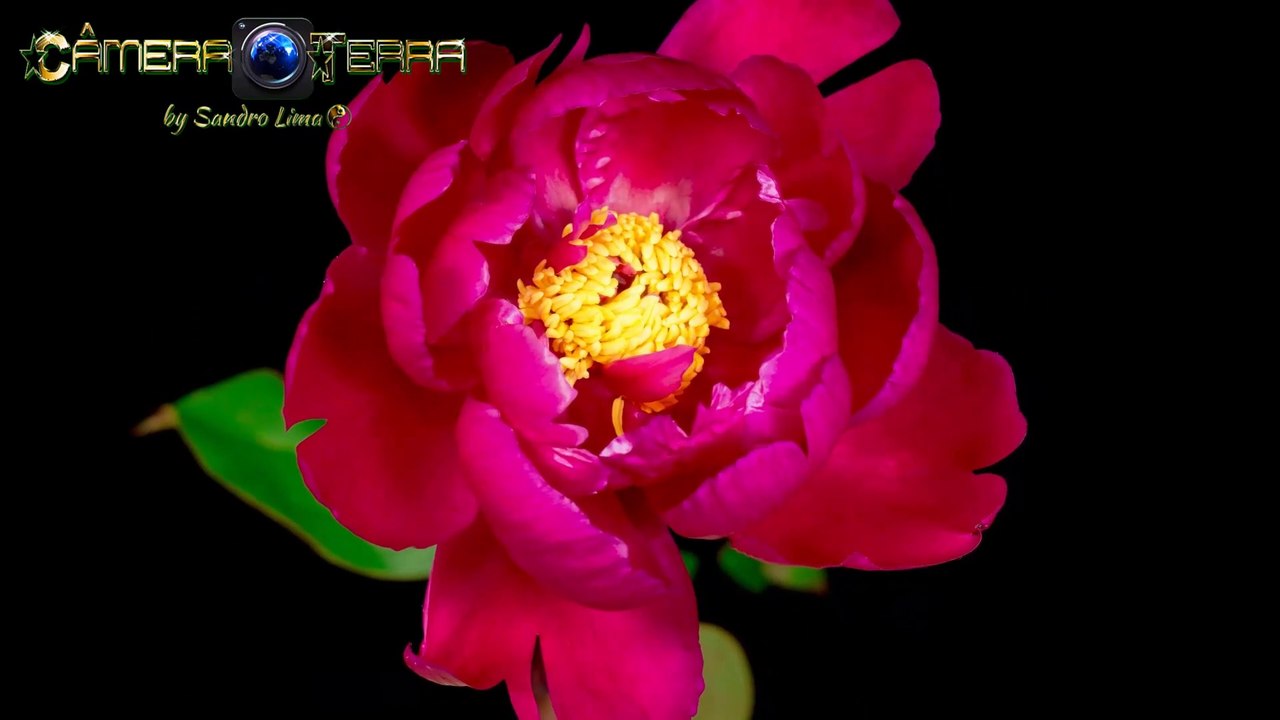 Budding Roses, Rose Time Lapse