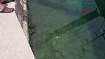 MUĞLA PANDEMİ NEDENİYLE ISSIZ KALAN LİMAN AHTAPOTLARIN AKININA UĞRADI