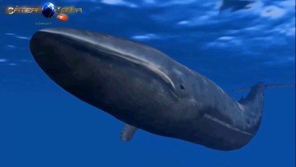 The Blue Whale, The Biggest Animal on Earth