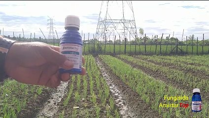 Fungisida Bawang Merah untuk Moler/ Inul