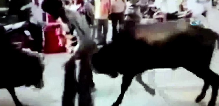 Boğaları ayırmak isteyen adam boynuzu yedi