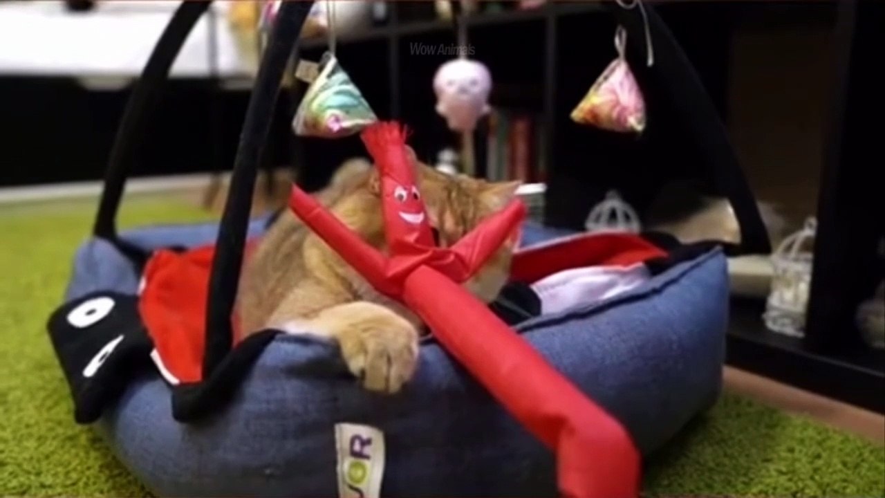 Funniest Animals - Best Of The 2021 Funny Animal Videos #25