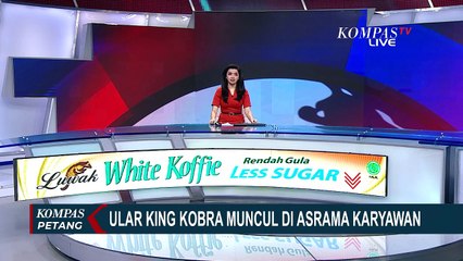 Video Penampakan Ular Kobra yang Nongol di Toilet Asrama Karyawan