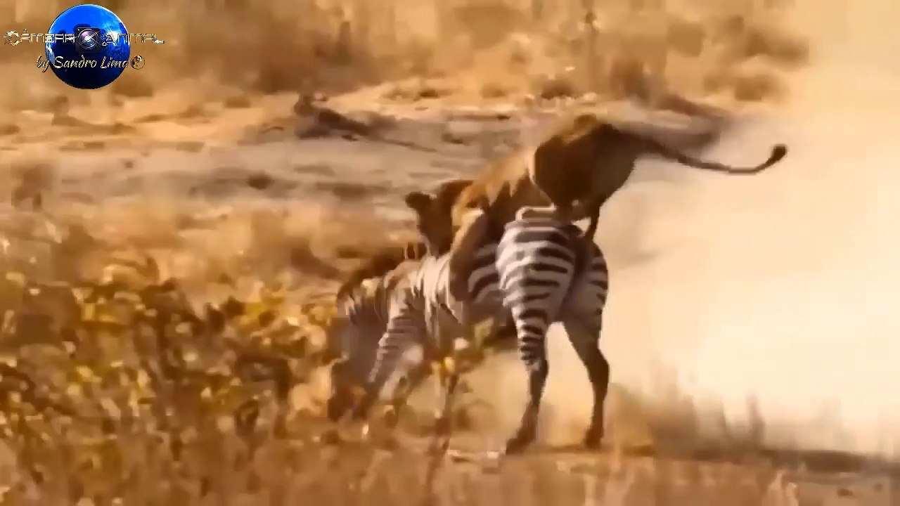 África Selvagem #01 | Wild Africa #01