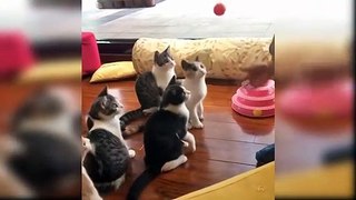 Baby Cats - Cute And Funny Cat Videos Compilation #20 | Aww Animals