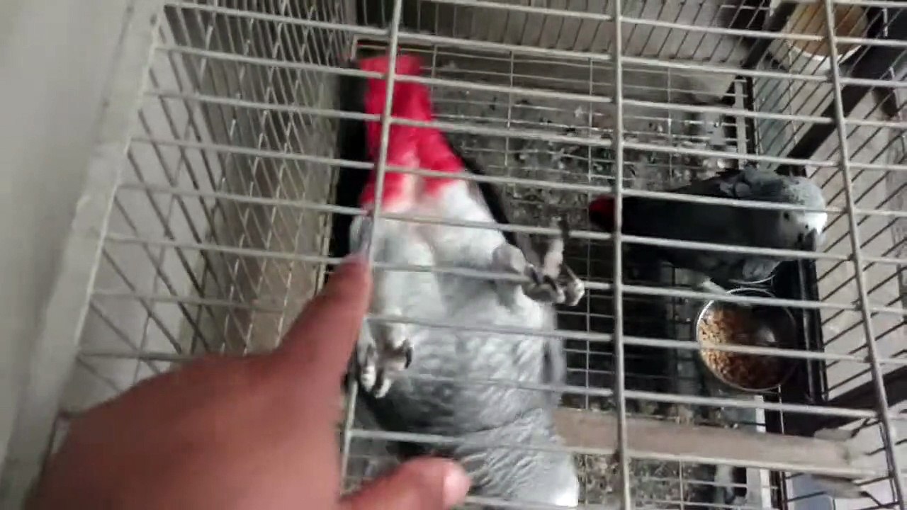 #Africangrey || African Grey Parrot Sound || Grey Parrot || Birds || Funny Birds || Parrots