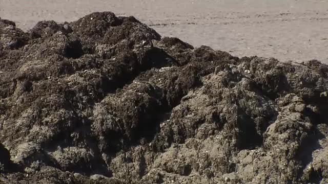 El alga asiática pone en jaque al sector pesquero, turístico y ambiental en Andalucía