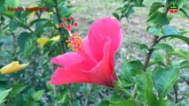 Hibiscus Flower Hair Conditioner