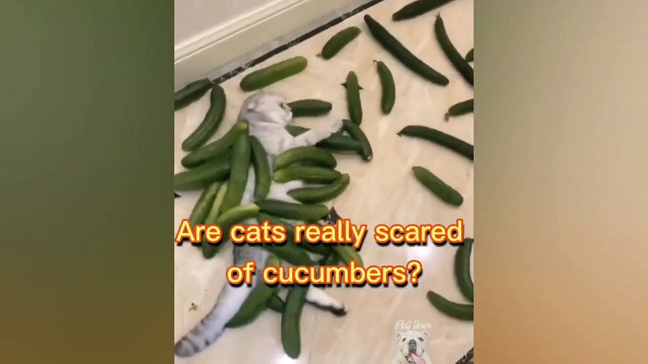 videos virales actuales