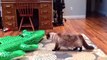 Videos De Risa 2021 nuevos  Animales Graciosos -Gatos y Perros Chistosos #1_ Funny Cats Compilation