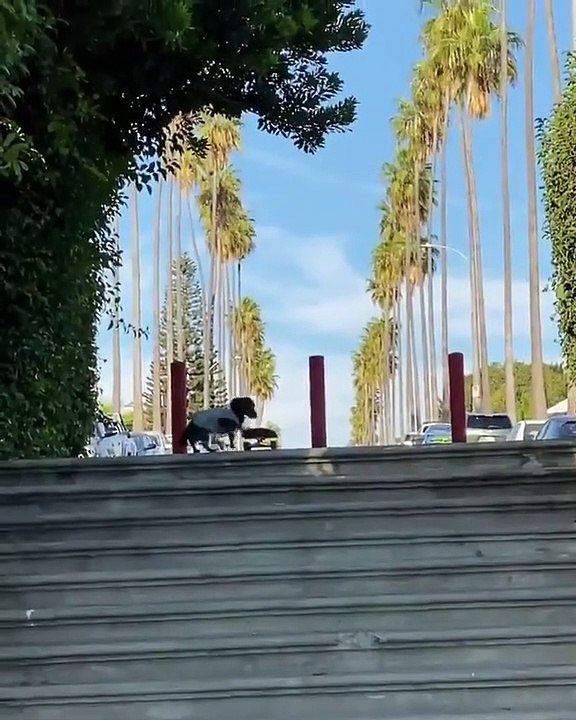 The dog wandering around the streets of Los Angeles