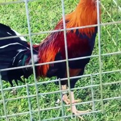 BEAUTIFUL FARM BY BRANDON PARKS