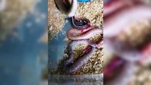 Yılanın doğum görüntüleri sosyal medyayı salladı!