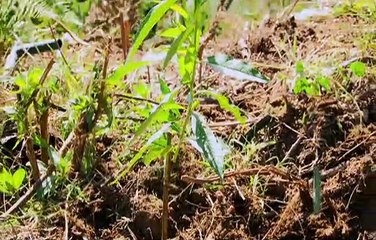 Sembrando un País 01MAY2021 | Durazno