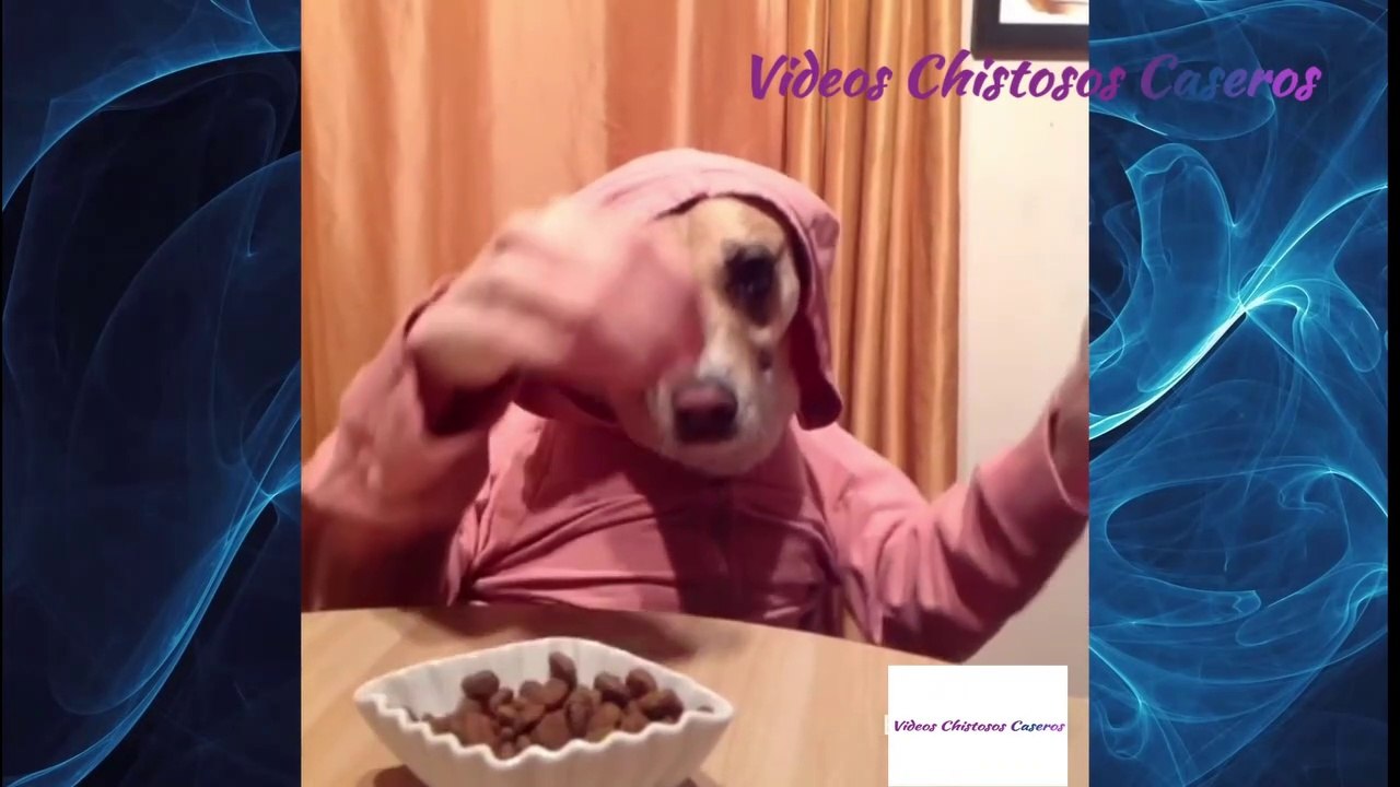 Videos de risas de animales y personas 2021 Part. 2