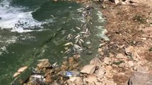 Lübnan'ın Beka bölgesindeki baraj göletinde telef olan tonlarca balık çevre sağlığını tehdit ediyor