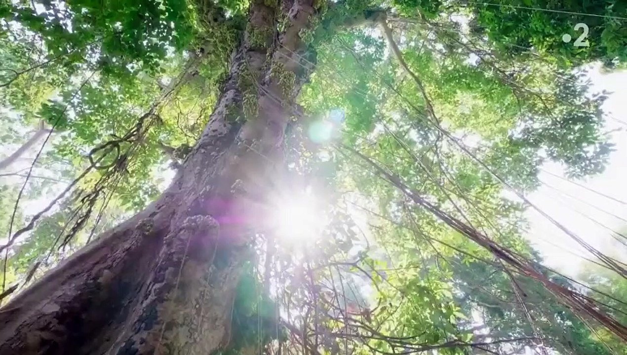 Une planète parfaite - L'Amazonie, une forêt tropicale en danger