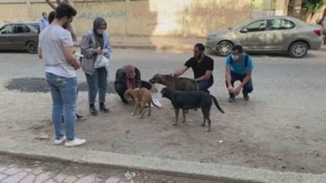 Los perros y gatos callejeros de El Cairo también rompen el ayuno en Ramadán