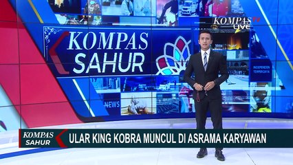 King Cobra Sepanjang 2 Meter Lebih Muncul di Toilet Asrama
