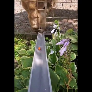 Minion Rush Game - Trailer - Gameplay - Funny Fails - Video - Bosses - Despicable Me #Shorts