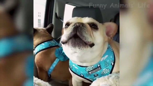 Funny Cats And Dogs Reactions Try Not To Laugh
