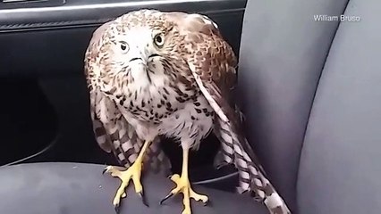 Şahin, fırtınadan kaçıp taksiye sığındı