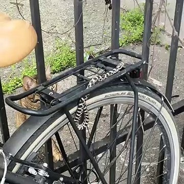 Snake Spotted Slithering Across Parked Bicycle