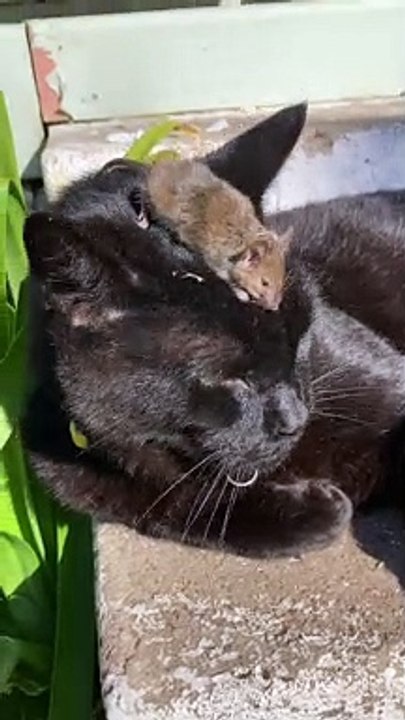 Mice Plague so Bad the Cat Can't Be Bothered Anymore