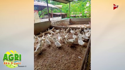 “PEKIN DUCK” Ep.36 AGRI Ako D’yan