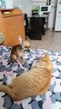 Jealous Doggy Doesn't Like Cat Receiving Pats