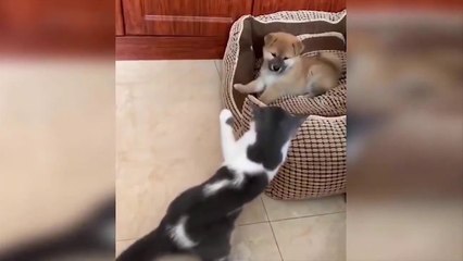 Baby Cats Video Funny and Cute Cat Videos 2021 Compilation 1#