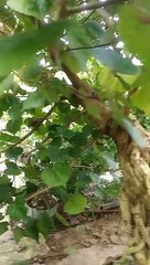 BONSAI WARU THAILAND#BONSAI