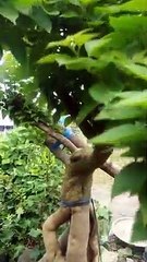 Akar bonsai grounding#Infobonsai