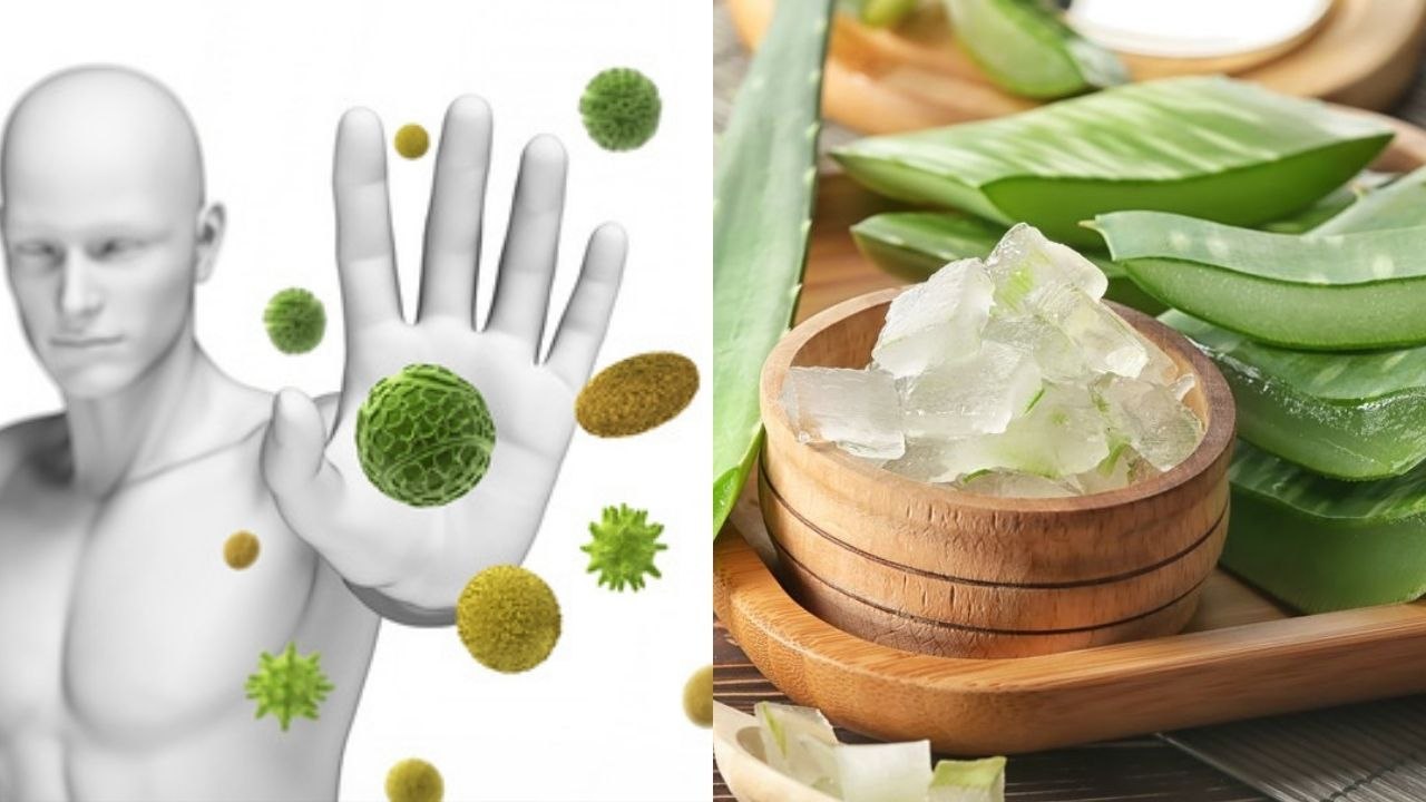 Immunity बढ़ानी है तो इस तरह Aloe vera Juice पीएं, कई बीमारियों का रामबाण इलाज । Boldsky