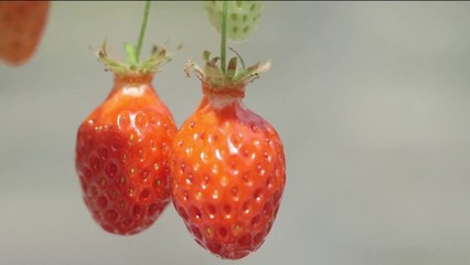 Santé - Offrez-vous une cure de fraises !