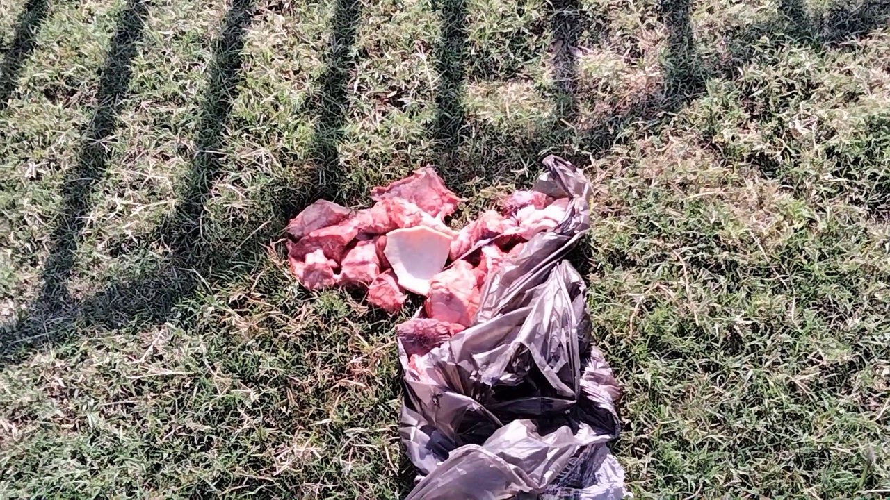 Feeding Red Kite Birds In Park | Save Birds | Kingdom Of Awais