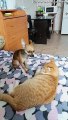 Jealous Doggy Doesn't Like Cat Receiving Pats