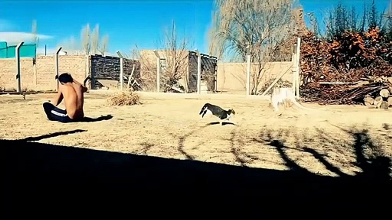 Cat Causes Head Clash Joining in on Backflip Trick