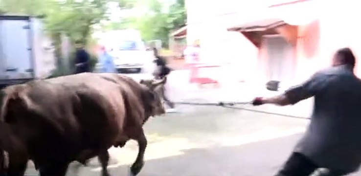 İşte kurbanlığı yatırmanın en kolay yolu: Rueff tekniği