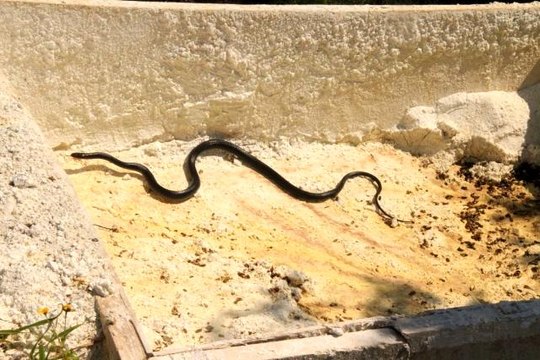 Son dakika: Kuşadası'nda görülen yılanlarla ilgili uzmanlar uyardı: Zehirli değiller, öldürmeyin