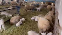 Erdoğan Bayraktar çiftlik satın alıp inek ve koyun işine girdi