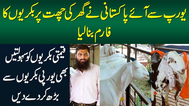 Europe Se Aye Pakistani Ne Ghar Ki Chat Per Goat Farm Bana Lia - Facilities Bhi European Jesi