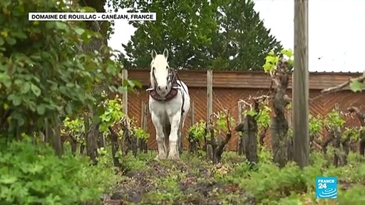 Bordeaux's famous wine producers get creative to ensure latest vintage is sampled