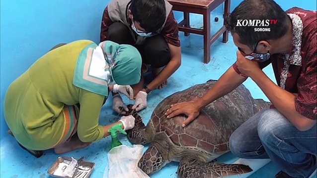 Penyelundupan Penyu Berhasil Digagalkan