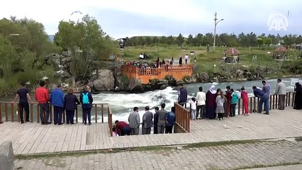 İnci kefalinin akıntıya karşı dansı