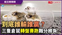 到底誰輸誰贏？三隻倉鼠轉盤上賽跑難分勝負