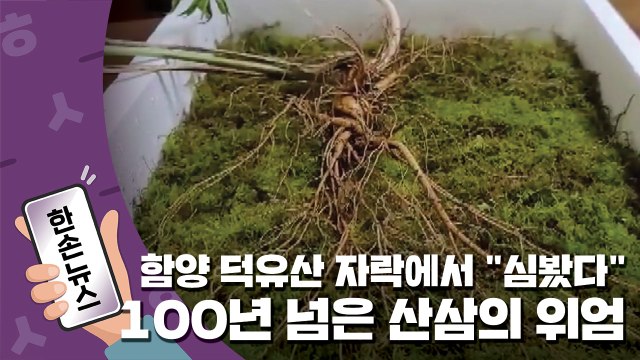 [15초 뉴스] 함양 덕유산 자락에서 심봤다 ...100년 넘은 산삼의 위엄 / YTN