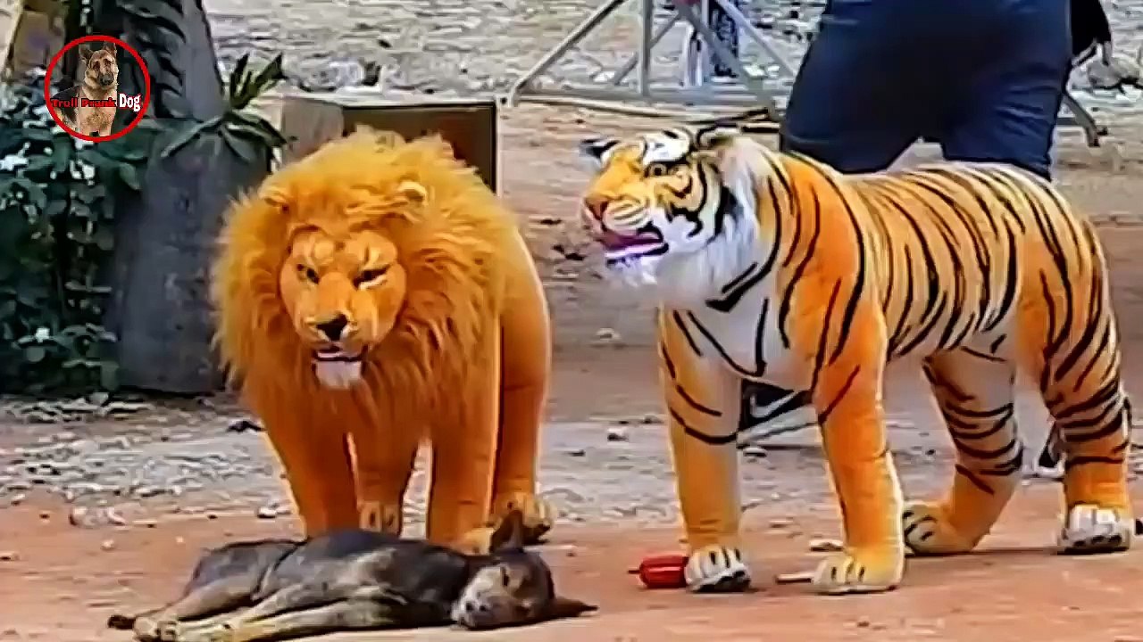 Troll Prank dog & fake Lion and Fake Tiger Prank To dog _ Videos Troll 2021