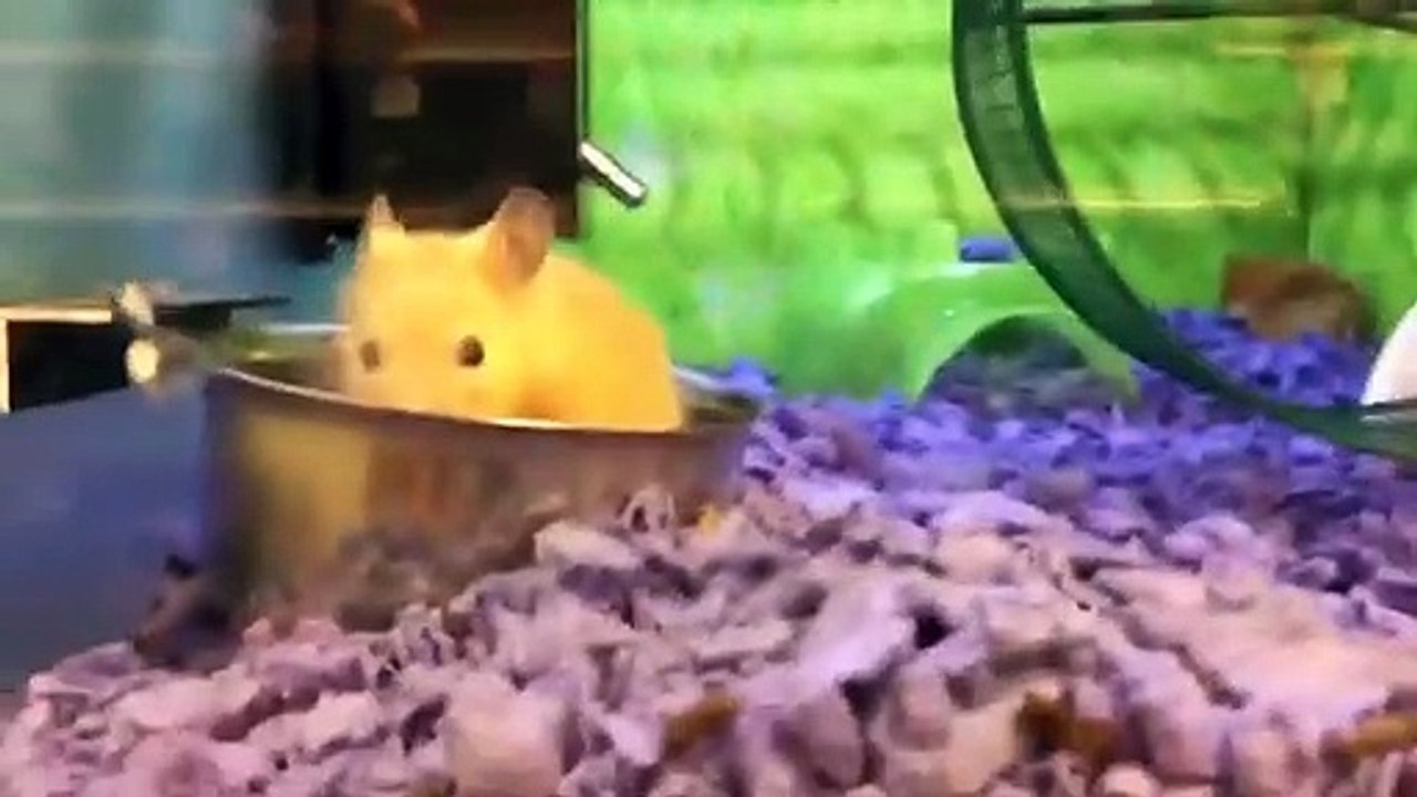 Koşu çarkında asılı kalan Hamster'ın dramı!