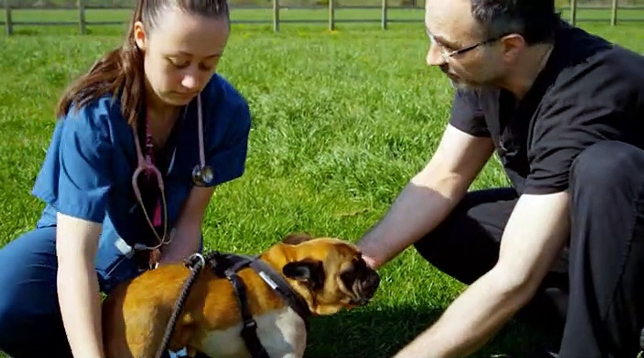 The Supevet S01E01 Scooby, Tiger and Otis (7 May 2014)